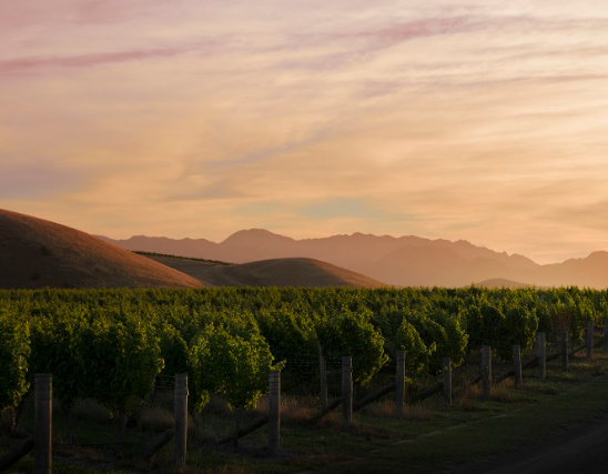 新西兰葡萄种植者发布 2022 年可持续发展报告