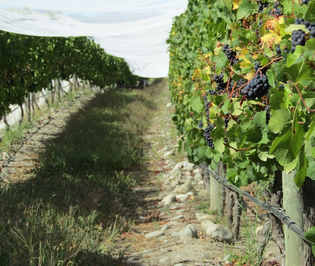 新西兰：随着价值 10 亿美元的葡萄收获工作进行，需求强劲